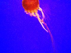 -上海海洋水族馆