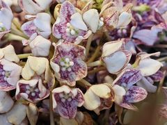 -福照楼汽锅鸡·云南特色菜(万达广场店)