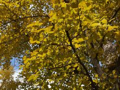 -三里屯东五街银杏大道