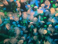 -珠海长隆海洋王国