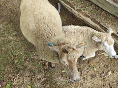 -神户市立六甲山牧场