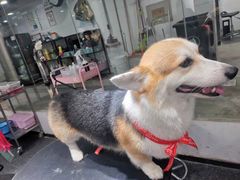 -宠物家(双井店)