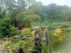 -深圳仙湖植物园
