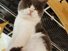 -猫和宫(六道口店)
