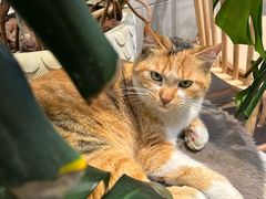 -青莯_Percher Coffee Shop(皮市街店)