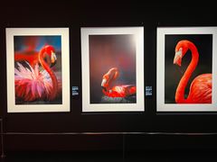 -罗红摄影艺术馆