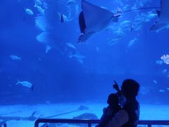 -烟台海昌鲸鲨海洋公园