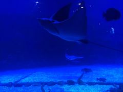 -烟台海昌鲸鲨海洋公园
