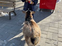 -北京鹿世界主题园