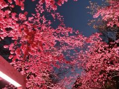 -洛龙公园