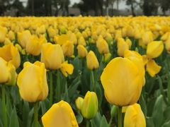 -漩门湾国家湿地公园