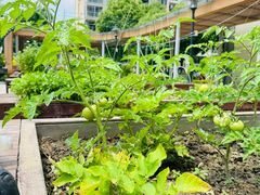 -梧桐人家中国太平国际健康颐养社区