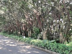 -大湾区中央湿地公园