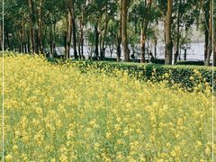 -长白岛森林公园