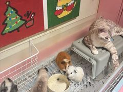 -毛绒耶耶撸宠馆·猫咖·狗咖·荷兰猪咖