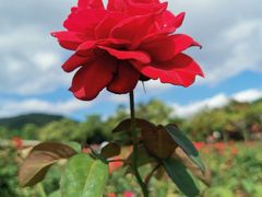 -亚龙湾国际玫瑰谷