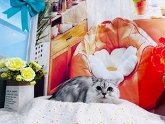 -爱洗澡的猫(望京店)