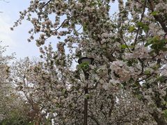 -海棠花溪(元大都城垣遗址公园)