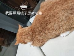 -瞄一喵猫咖(格力海岸店)
