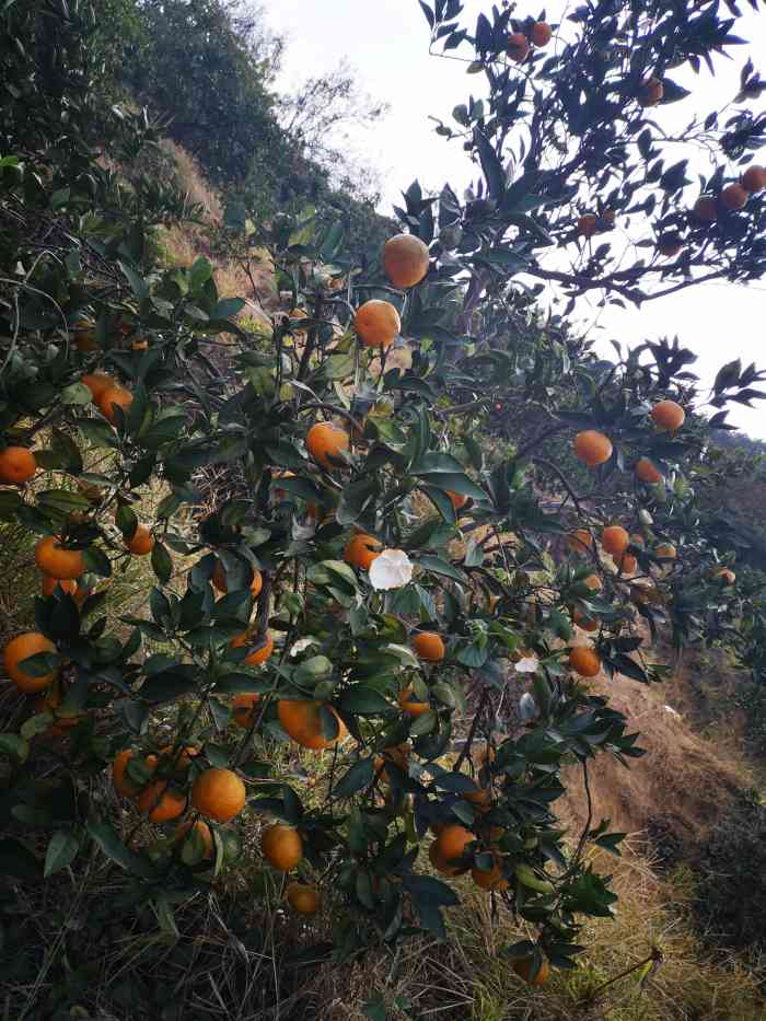 慕湾果园-"话不多说就是摘果子,天气热的不行99,花.