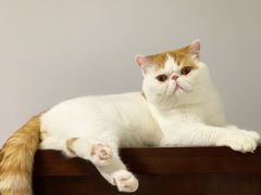 -momokira米努特·德文卷毛猫·棉花面纱犬