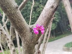 -望江楼公园