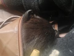 -天使宠物医院·犬猫分诊(彩虹店)