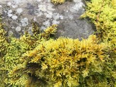 -硗碛藏寨·神木垒景区