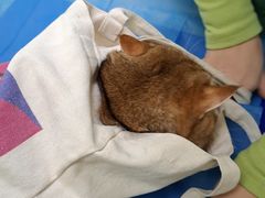 -瑞鹏宠物医院·宠保定点·心脏科·内科(御桥分院)