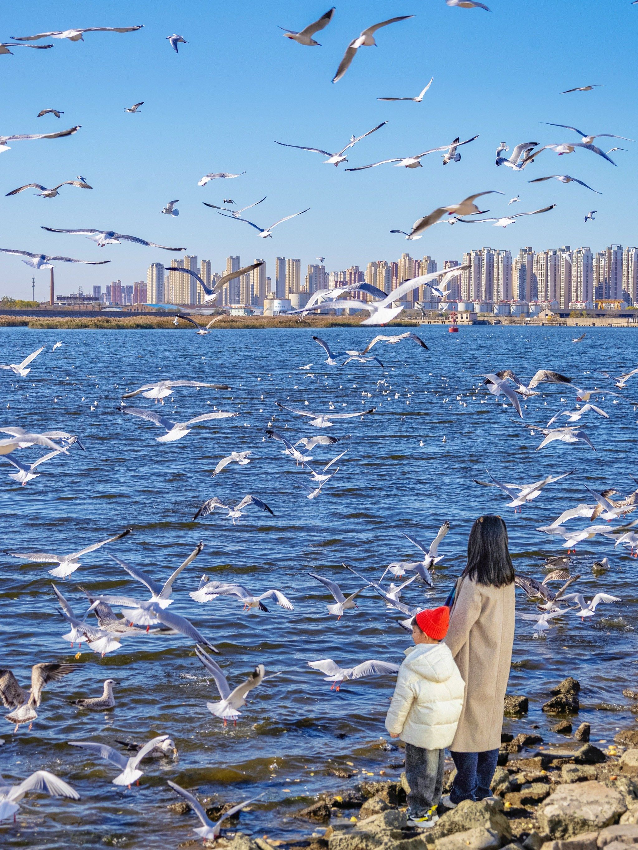 天津喂海鸥一日游‼️请码住这条路线‼️附地图