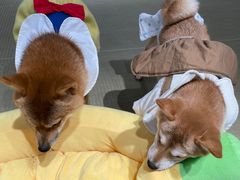 -逗柴咖啡屋·狗咖猫咖宠物桌游