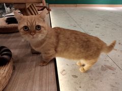 -飞行喵MR PILOT|猫舍·猫咖(静安大融城店)