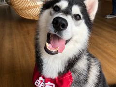 -Husky Go! 哈士奇体验馆·宠物咖啡厅狗咖