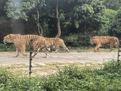 -深圳野生动物园
