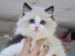 -lincat·猫舍(广州店)
