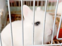 -曲阳花鸟市场(曲阳路店)