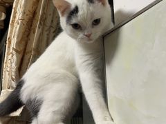 -lincat·猫舍(广州店)