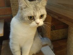 -more than meow吴止猫主题餐厅(承德 中船汇店)