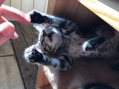 -海边的猫和咖啡馆