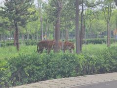 -秦皇岛野生动物园