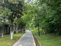 -八大山人梅湖景区