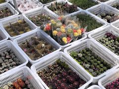 -中环花鸟鱼虫市场