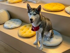 -Husky Go! 哈士奇体验馆·宠物咖啡厅狗咖