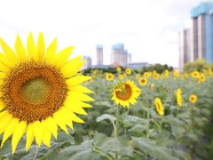 -光明小镇欢乐田园