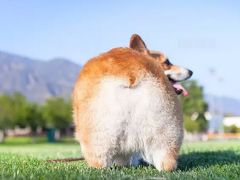 -达爱动物医院·犬猫分区·CT·复杂眼科(远洋山水分院)