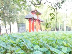 -四川大学(望江校区)