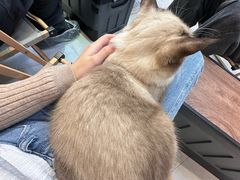 -Heymao猫咖.咖啡厅(东门店)