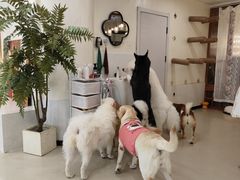 -共舞时光猫咖·狗咖(新街口店)