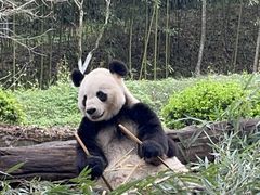 -都江堰中华大熊猫苑