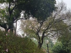 -九龙公园